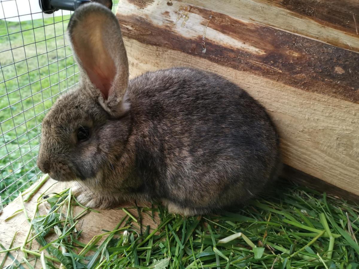 Pokoje Goscinne Pod Limbami Ciche Małe Exterior foto